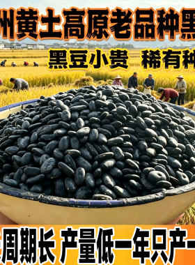 贵州老品种小黑豆肾形雄黑豆打豆浆自留自种无添加五谷杂粮新货
