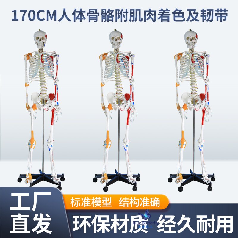 蓝蝶170cm人体骨骼模型骷髅教具