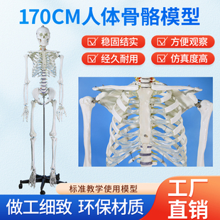 170CM医学全身人体骨骼模型骨盆瑜伽关节可拆卸解剖结构骨架标本