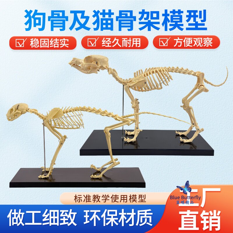 宠物骨科器械 狗骨骼动物模型 动物狗猫犬教学兽医宠物骨骼模型