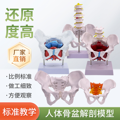 蓝蝶模型女性骨盆骨骼分娩教学
