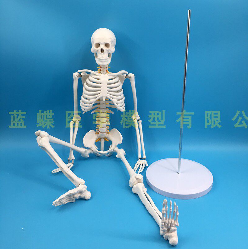 Mô hình bộ xương người 85cm với mô hình tim mạch máu thần kinh mô hình bộ xương đầu lâu mô hình cột sống đĩa thần kinh