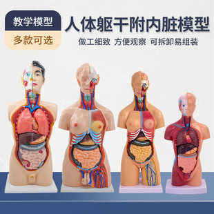 人体解剖模型器官可拆卸医学教学心脏内脏模型玩具躯干系统结构图