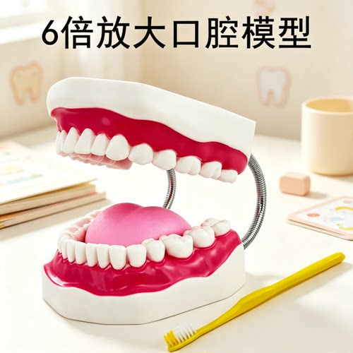 蓝蝶模型人体牙齿口腔教学