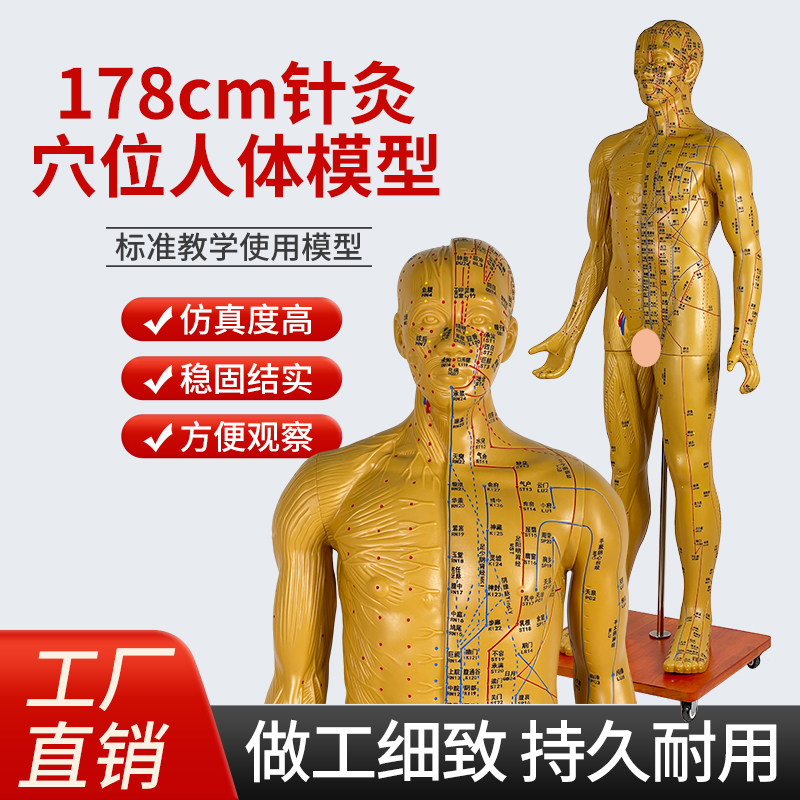 人体穴位模型170 178CM半肌肉解剖中医针灸全身铜人 成人1：1经络