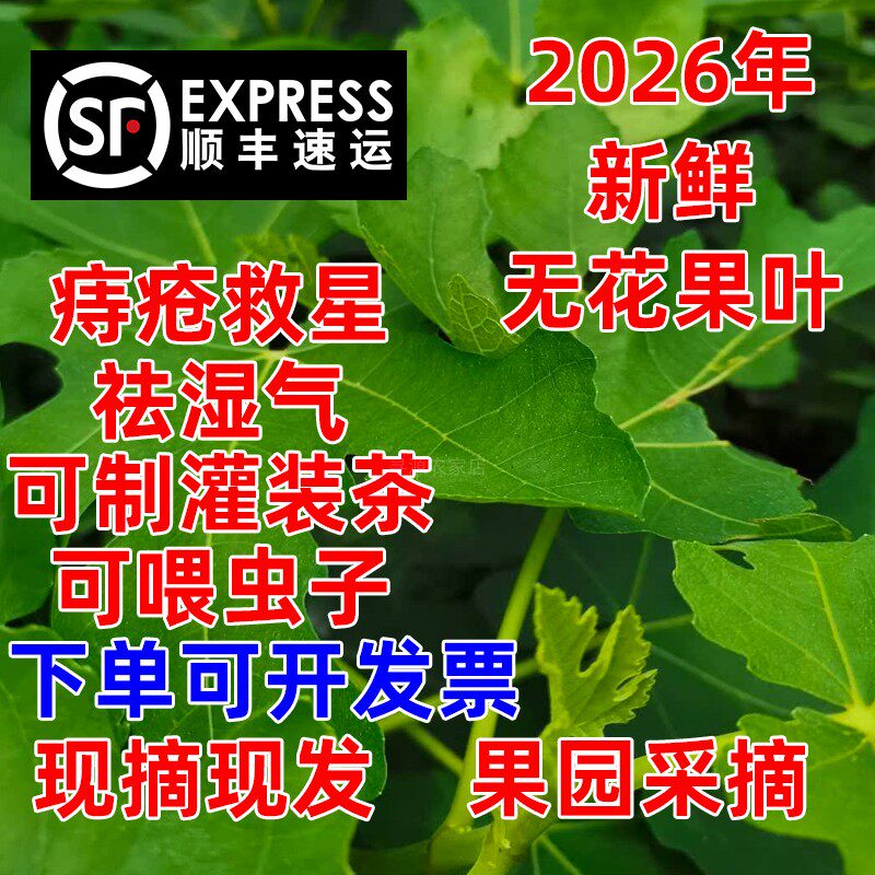 顺丰包邮新鲜无花果叶子3斤现摘现发中药材无花果叶熏洗坐浴痔疮