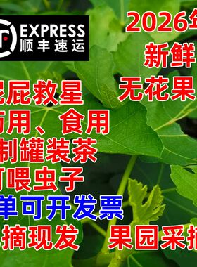 顺丰包邮新鲜无花果叶子3斤现摘现发中药材无花果叶熏洗坐浴痔疮