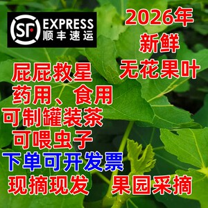 屁屁救星来了，新鲜无花果叶子