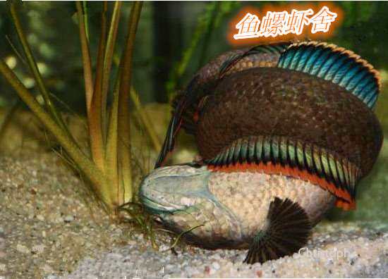 南鳢彩虹雷龙鱼冷水淡水鱼观赏鱼活体凶猛彩虹雷龙鱼冷水包邮