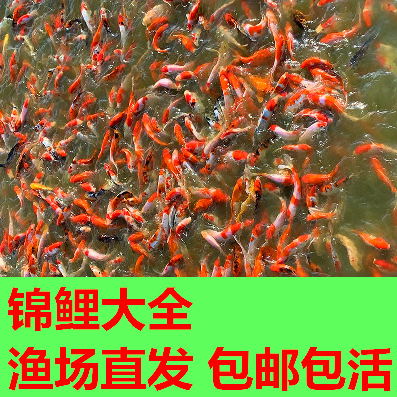 锦鲤鱼活体锦鲤观赏鱼大正三色红白丹顶金鱼冷水鱼锦鲤鱼苗饲料鱼