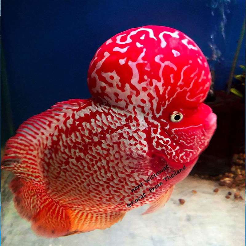 鱼缸幻彩观赏鱼鸿运泰国金花家养罗汉鱼小鱼苗活体德萨热带起头