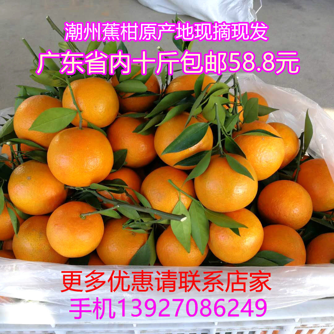 潮州柑潮汕蕉柑沃柑新鲜柑桔橘孕妇水果新年柑大吉现摘现发包邮,水产肉类/新鲜蔬果/熟食,桔子,淘宝优惠券,粉丝福利购,淘宝优惠卷