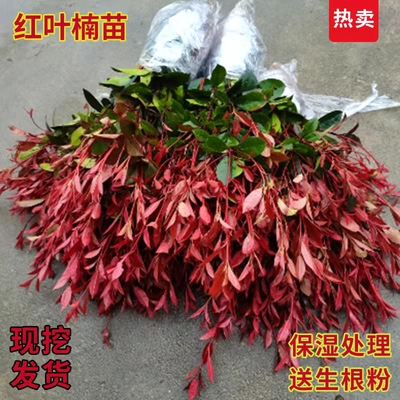 红叶石楠苗红叶石楠自产自销现挖