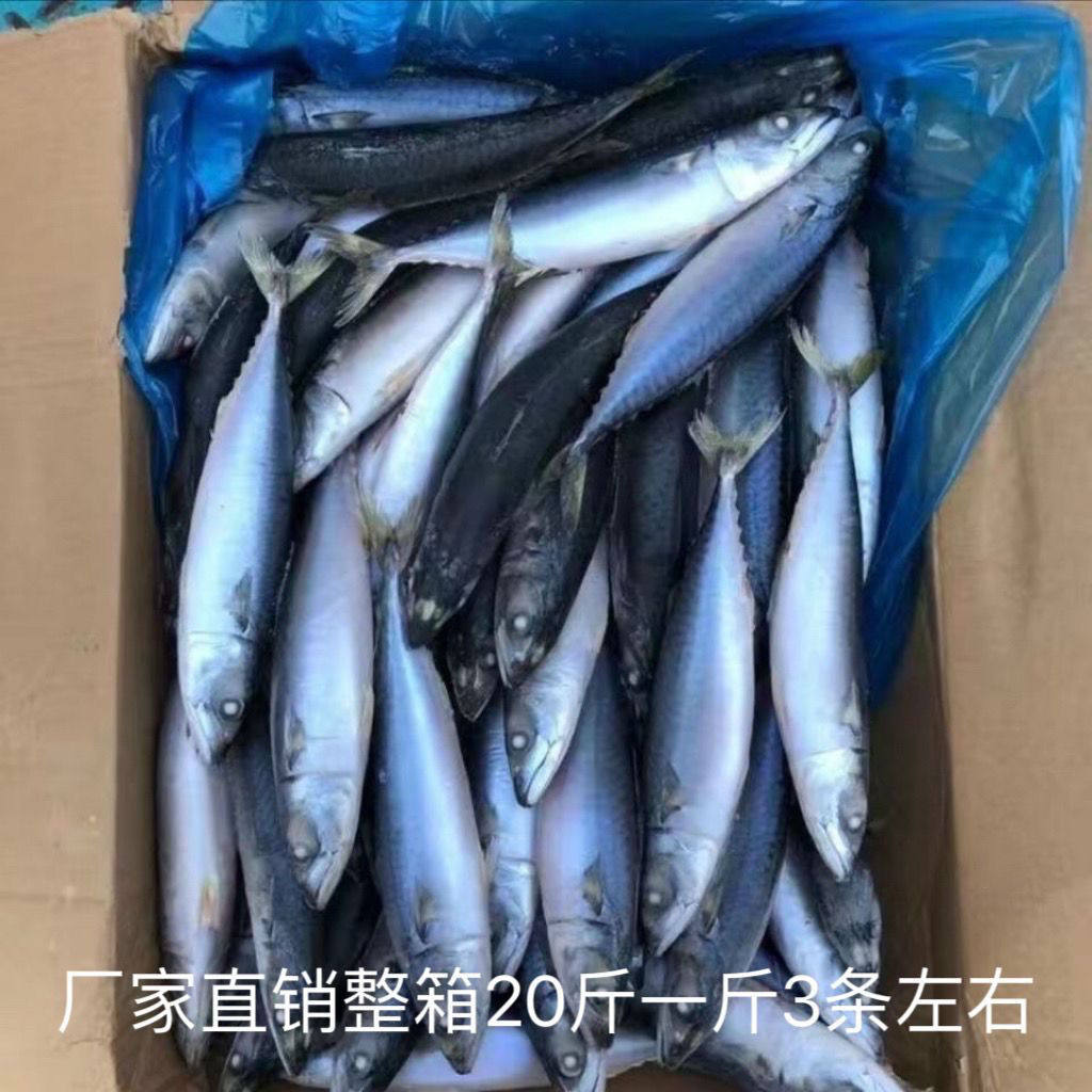 新鲜鲐鲅鱼青占鱼青条鱼20斤毛一斤3-4条整条青鱼 鲅鱼青鱼鲭鱼