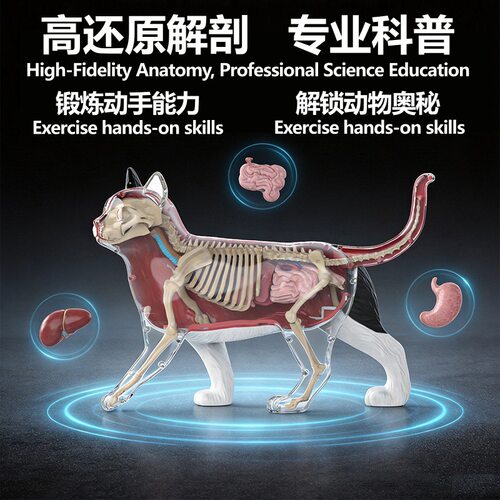 跨境动物解剖模型可拆卸内脏器官医学教具骨骼儿童科教玩具拼装