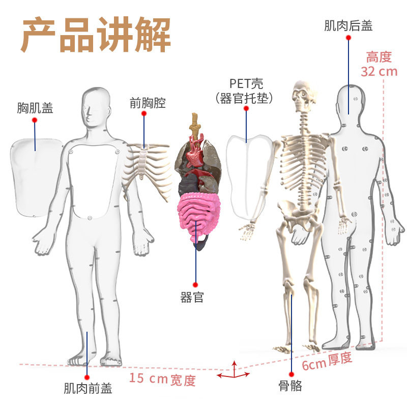 人体结构模型儿童stem认知科教器官组装骨骼骨架构造STEM教育拼装