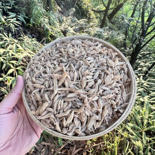 野生麦冬一颗顶十颗效果好