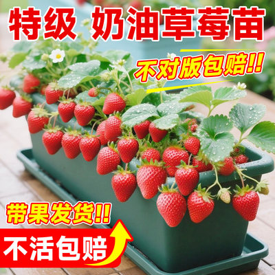 【带果草莓苗】加仑盆栽好