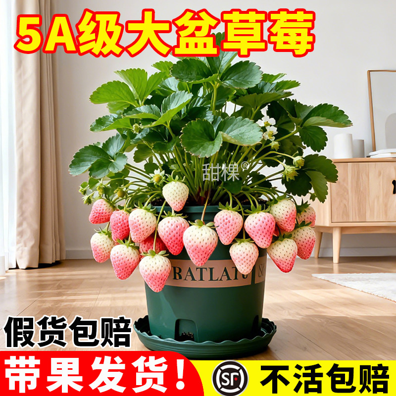 带果白草莓苗秧盆栽带盆四季结果特大天使白牛奶淡雪草莓室内阳台,鲜花速递/花卉仿真/绿植园艺,种苗/半成品盆栽,淘宝优惠券,粉丝福利购,淘宝优惠卷
