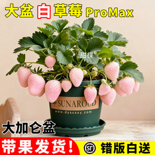 带果白草莓苗秧盆栽带盆特大号天使淡雪建德白露草莓新苗室内阳台