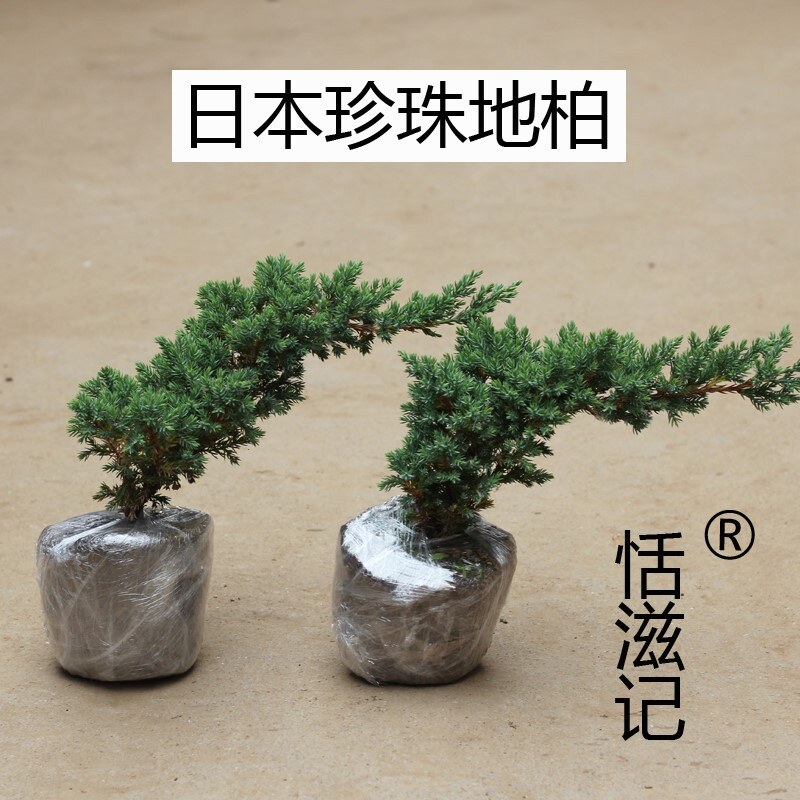 微型柏树 日本 新西兰珍珠地柏 盆景 造型素材苗 掌上珍珠柏 盆栽