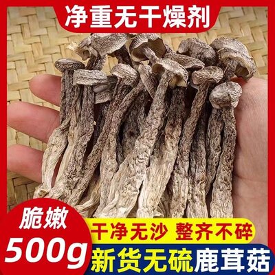 福建特产鹿茸菌新货鹿茸菇无硫