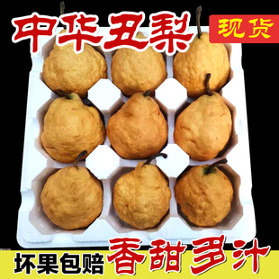 山东烟台中华丑梨4.5斤包邮新鲜水果软糯多汁软梨子太婆梨现摘