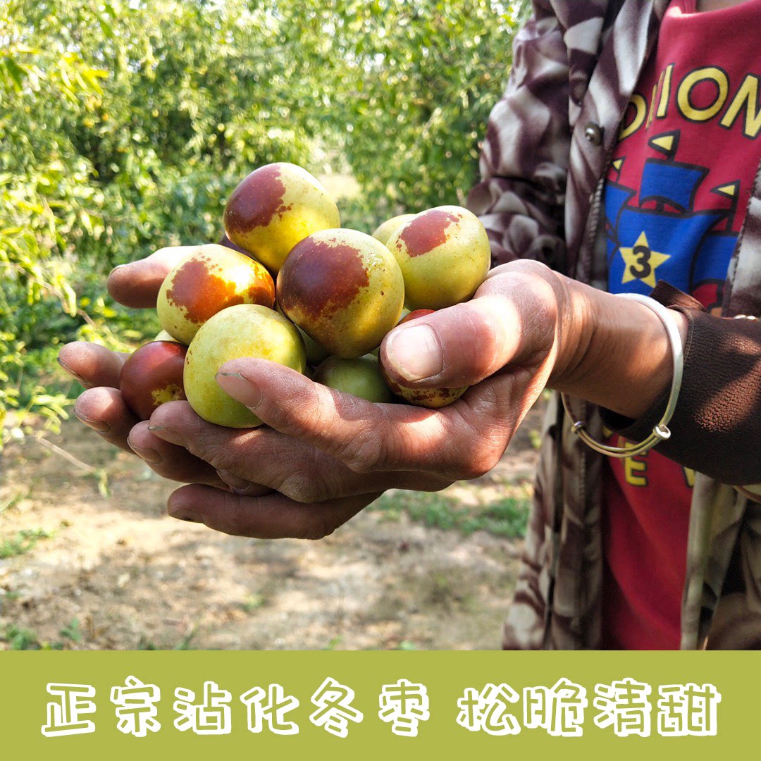 山东沾化冬枣脆甜清甜酥脆新鲜