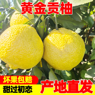 湖南黄金贡柚5斤9斤2斤 怀化洪江春香蜜柚当季新鲜水果小柚子包邮