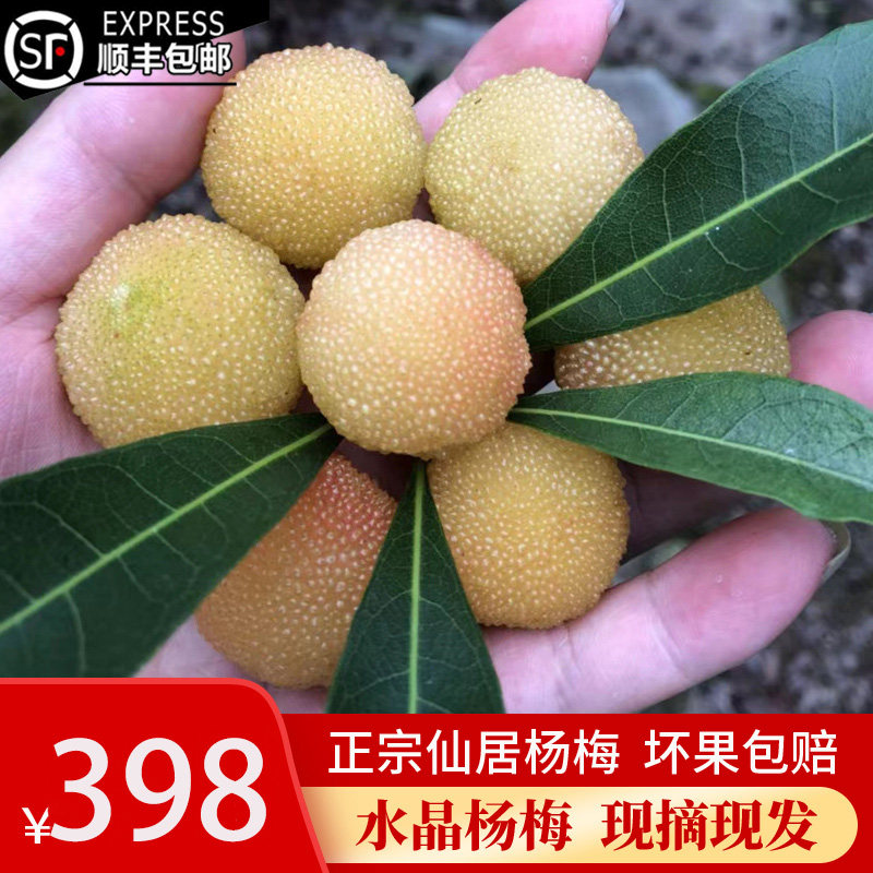 特殊品种仙居新鲜白杨梅水晶种孕妇儿童应季水果