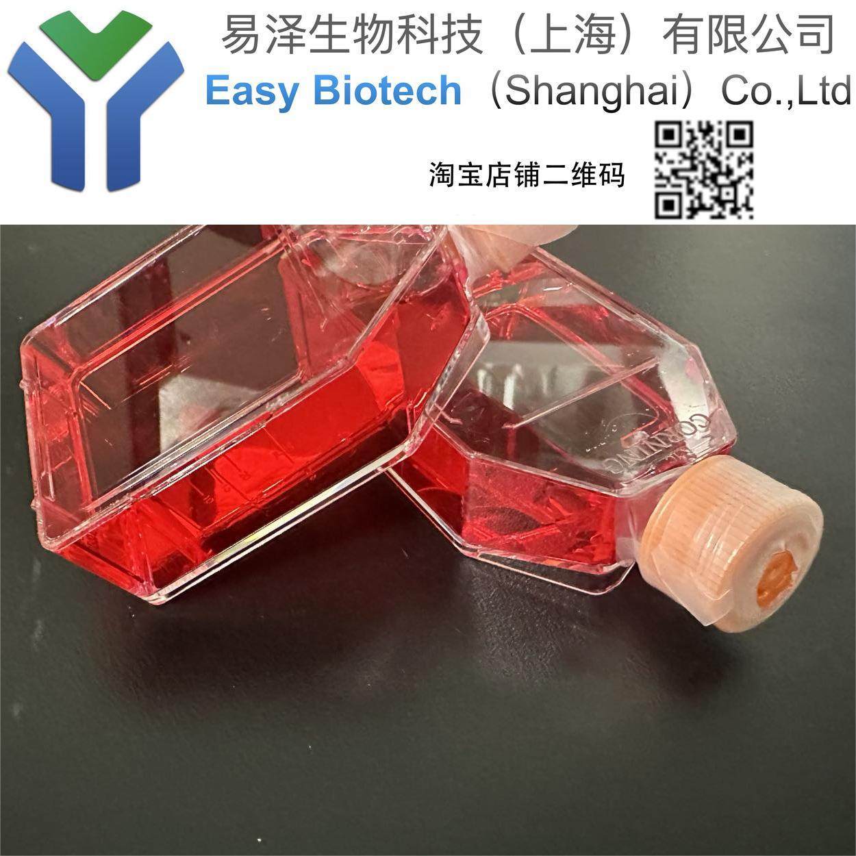 SW579培养 可传代