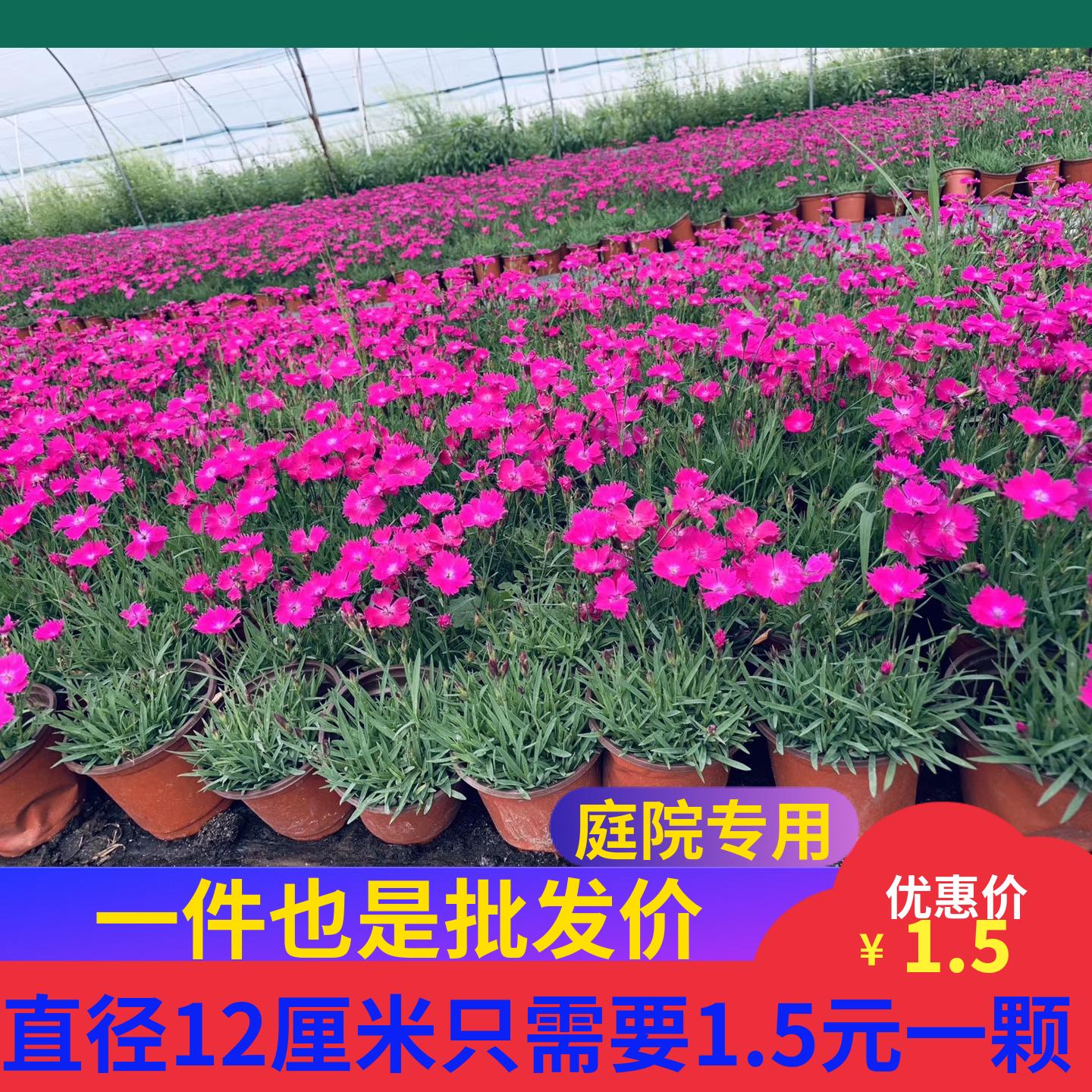 石竹花苗四级四季开花