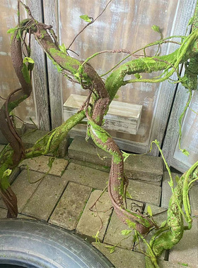 2米仿真森系苔藓树藤造景装饰可弯曲造型嫩叶爬藤橱窗婚庆发泡藤