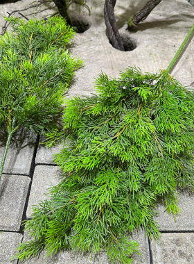 精品龙柏仿真树叶柏树叶松柏叶崖柏装饰叶子圣诞树叶美人松超逼真