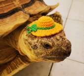 仓鼠帽子鹦鹉松鼠陆龟蜜柚帽子蜥蜴金丝熊乌龟衣服用品宠物装 饰