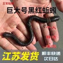 特大黑红蚯蚓广地龙土蚯蚓活体青蚯蚓鲜活臭蚯蚓黄鳝特大地龙活饵