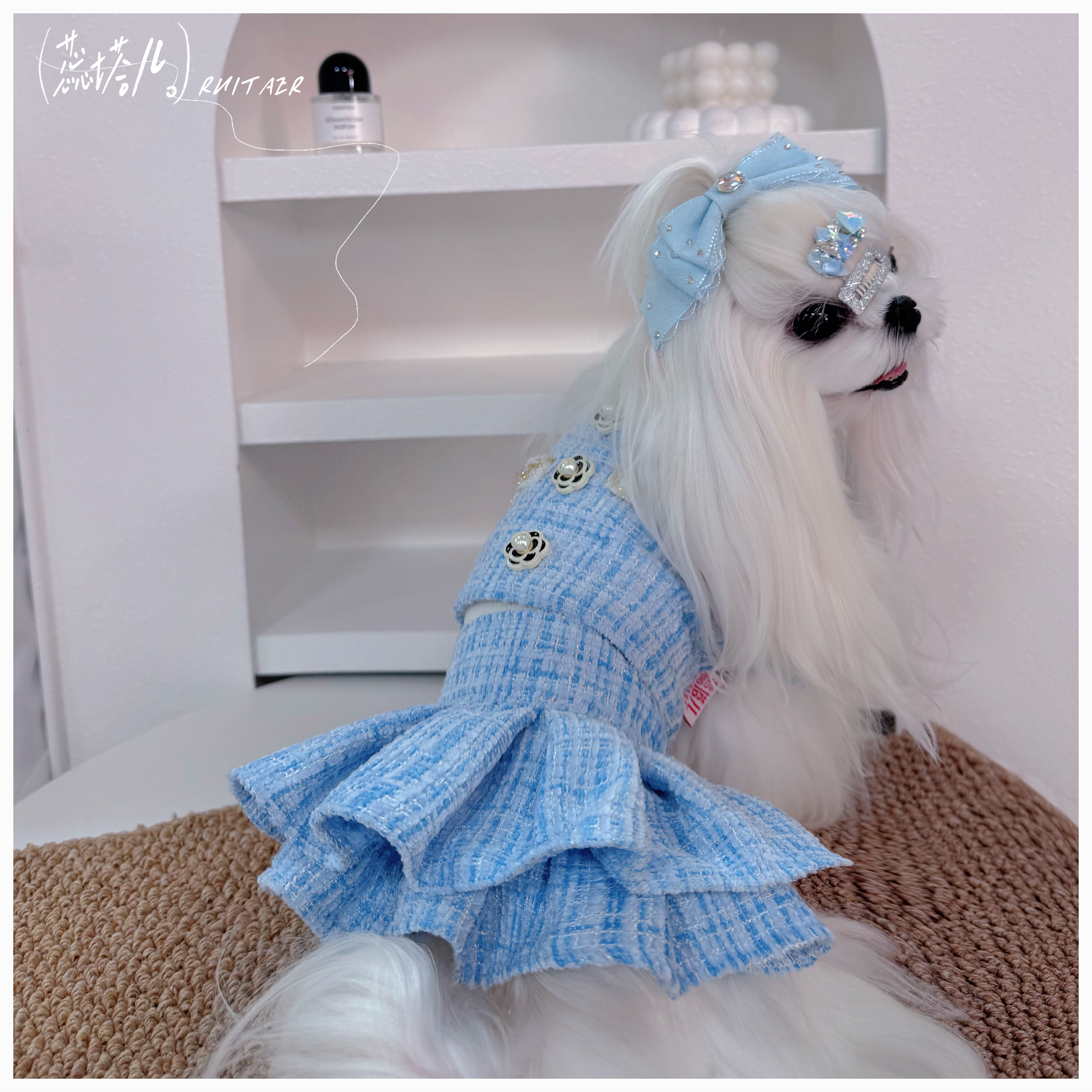 狗狗衣服蓝色小香风马尔济斯约克夏西施加绒外套飞袖连衣裙两件套图片