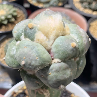 丸叶青瓷 牡丹精品开花仙人球