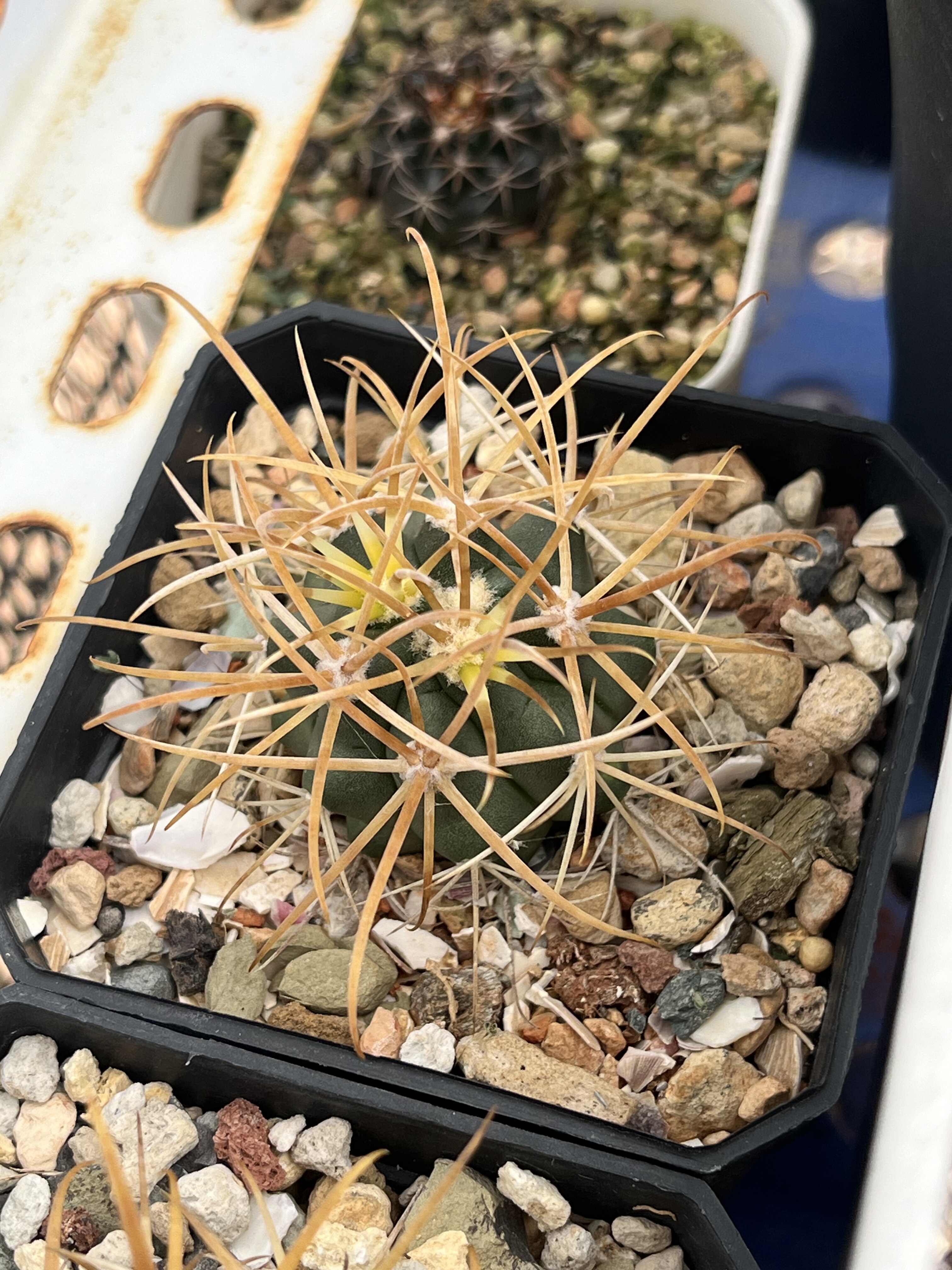 仙妍园艺 金冠龙 强刺球属 实生一物一拍进口稀有开花精品仙人球
