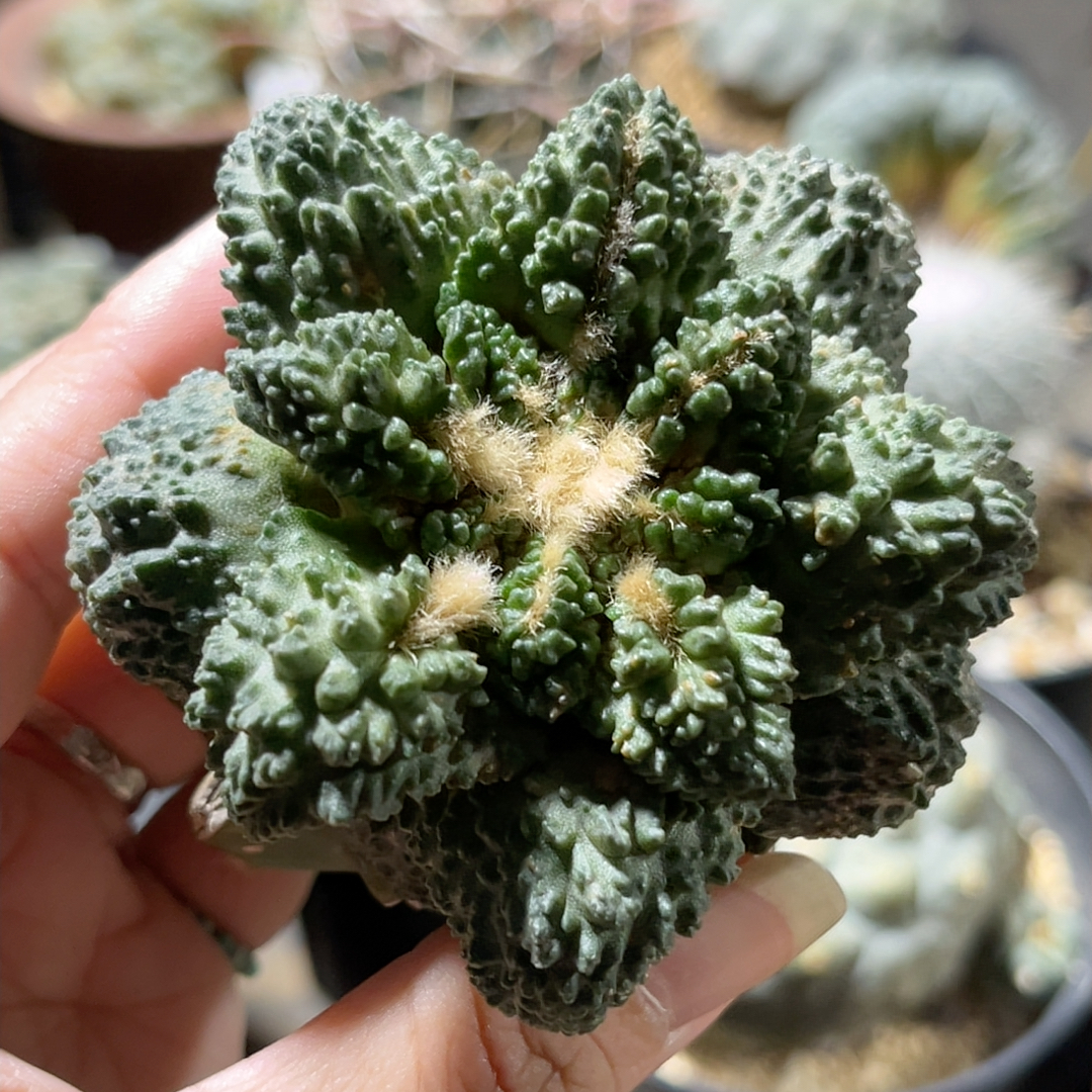 龟甲 牡丹精品开花仙人球