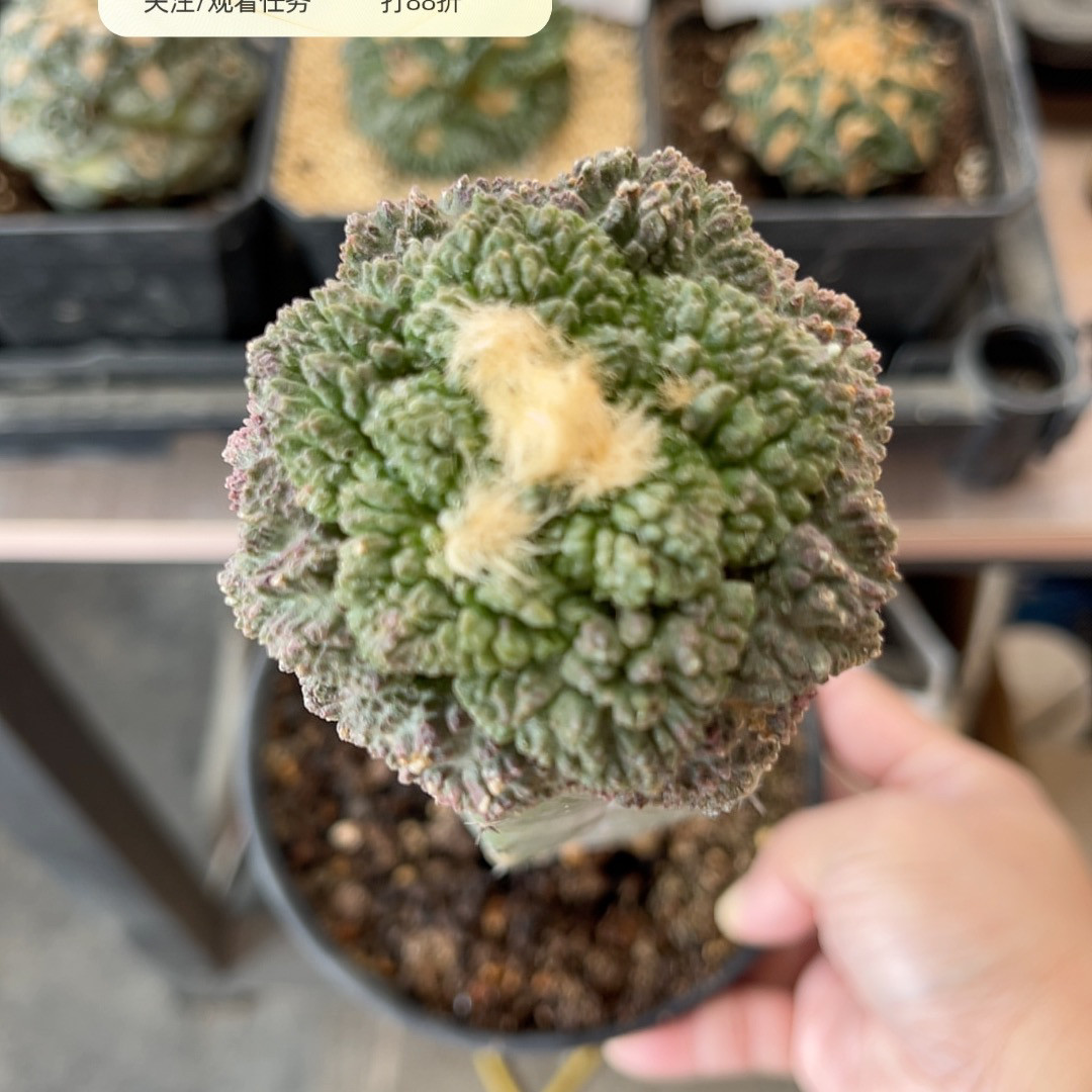 菜花哥斯拉 牡丹精品开花仙人球
