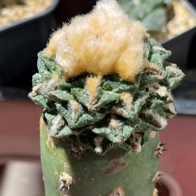 螺旋辛顿 牡丹精品开花仙人球