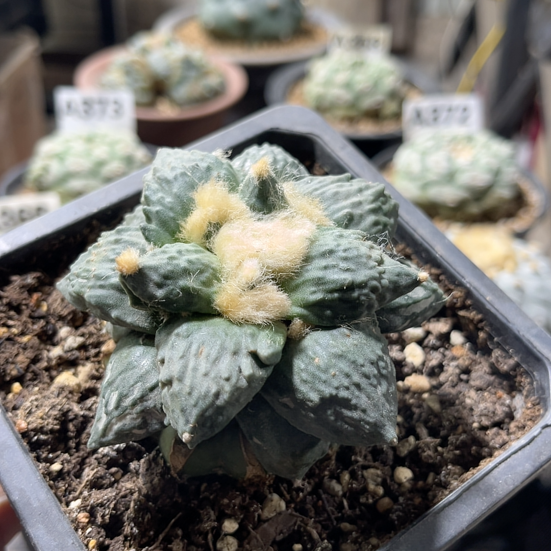 怒涛 牡丹精品开花仙人球