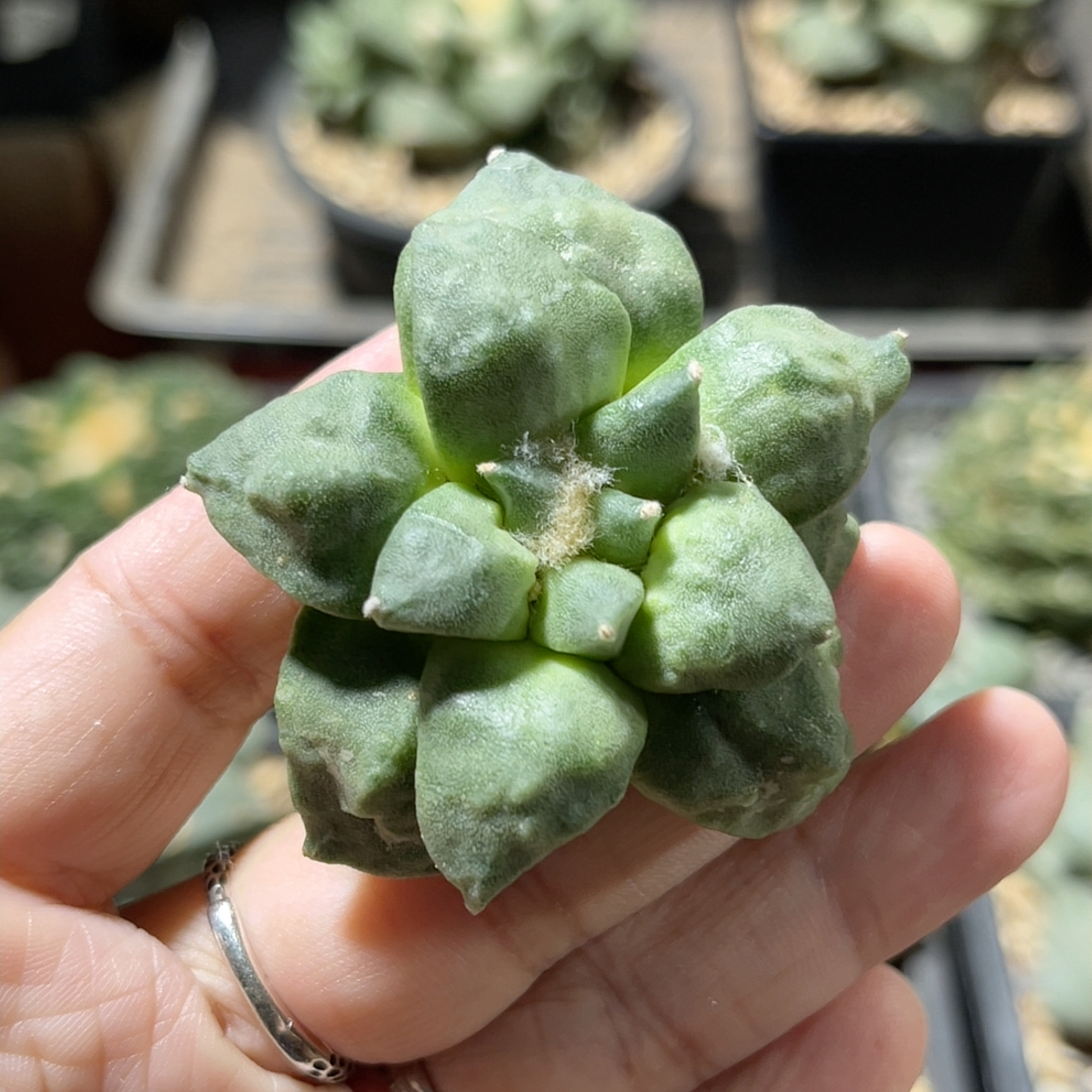 丸疣怒涛牡丹自根 精品开花仙人球