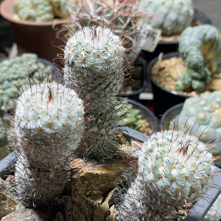 产地曲刺佩雷实生 乳突属精品开花仙人球