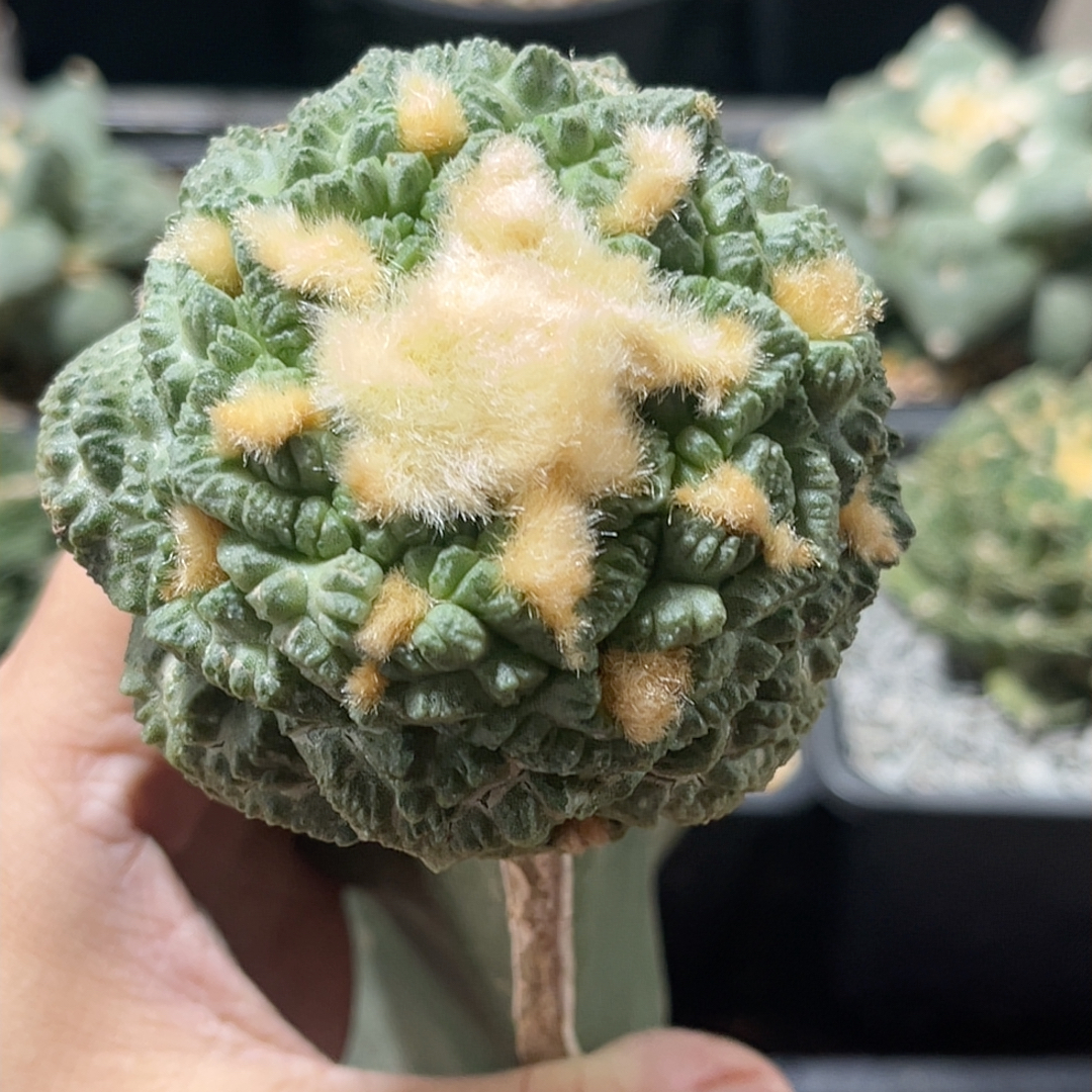 老系龟甲 牡丹精品开花仙人球