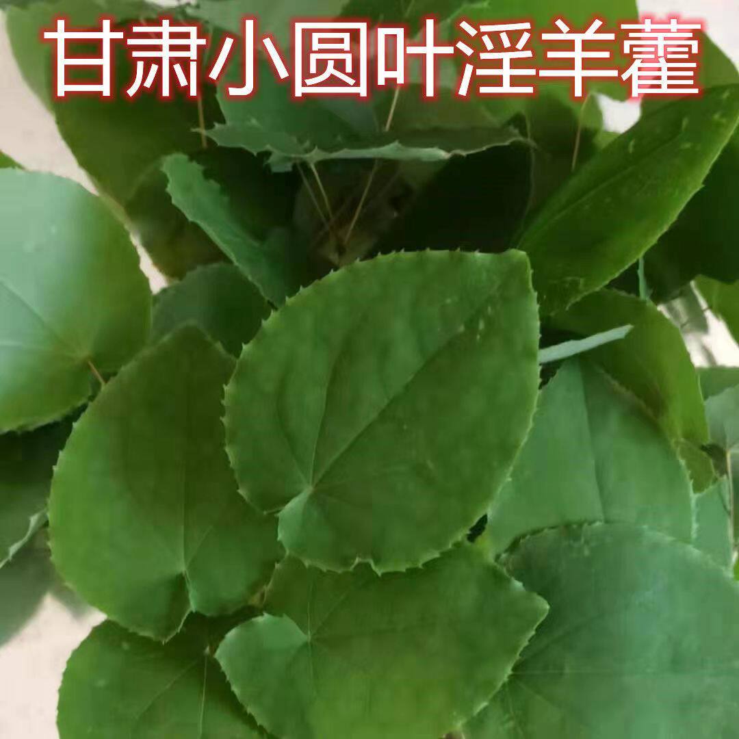 甘肃野生小圆叶淫羊藿三枝九叶草淫羊藿茶温肾补阳男性泡水泡酒