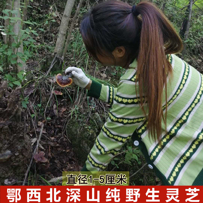 无硫小灵芝1-5厘米整枝整朵野生灵芝正品中药材赤灵芝孢子粉灵芝