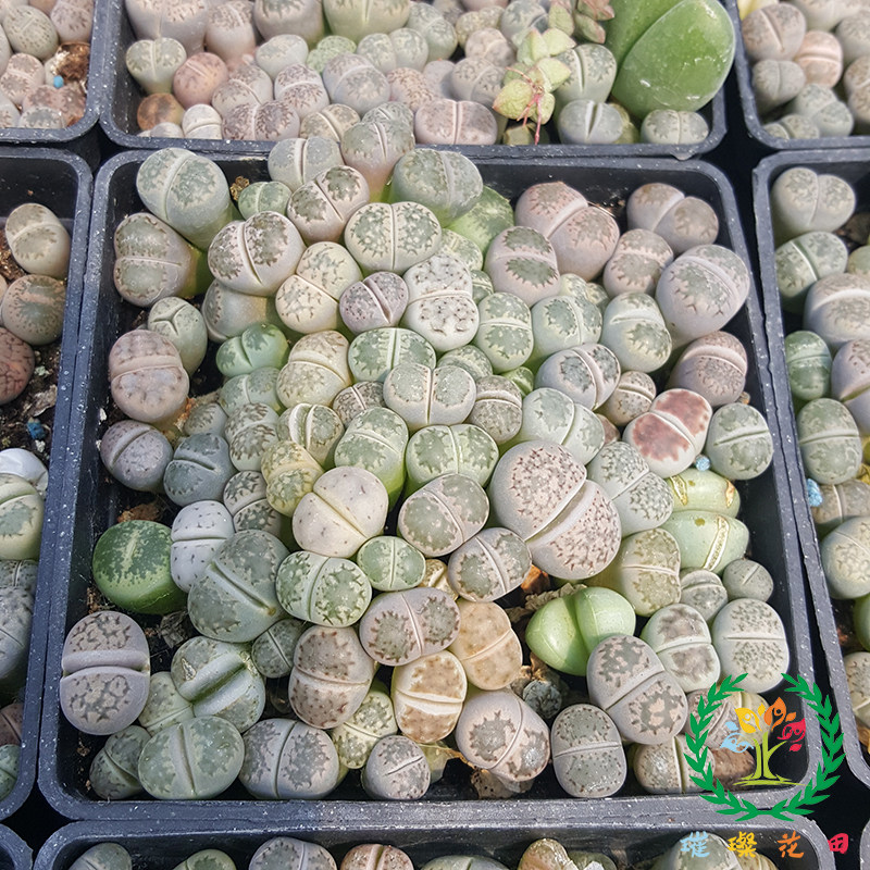 生石花多肉植物屁股花萌肉肉办公室电脑桌面创意组合盆栽绿植