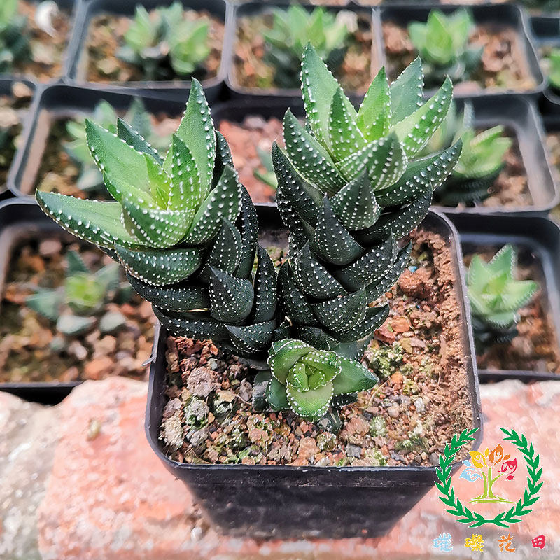 九轮塔多肉植物十二卷属新手易养花卉室内盆栽九龙塔  5星摆件